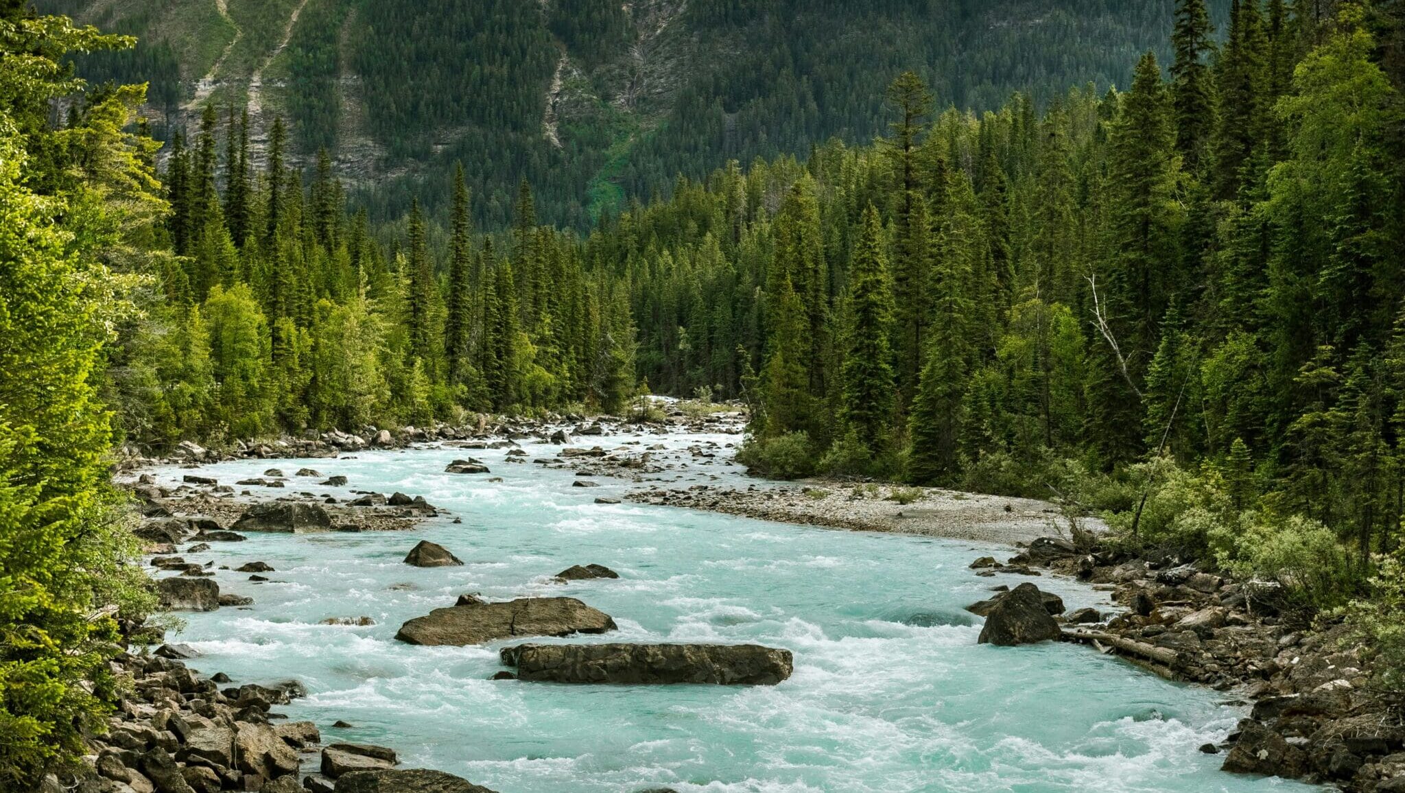 A stream and forest