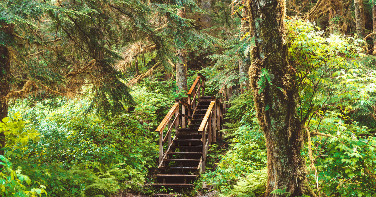 A stairwell in the forest